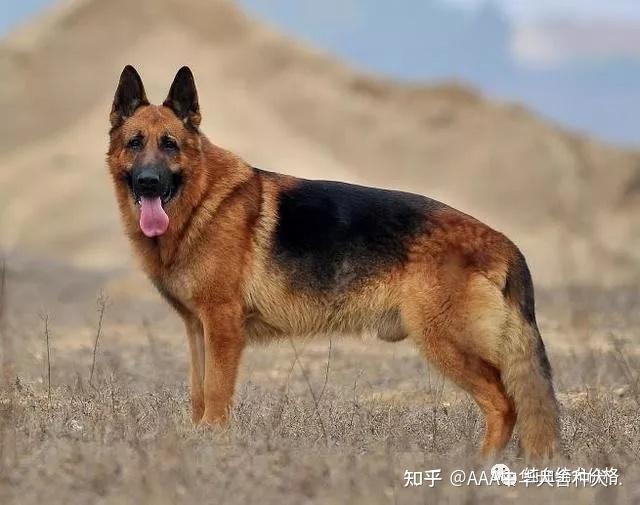 阿拉斯加犬價(jià)格_阿拉斯加犬價(jià)格_寵物犬阿拉斯加犬價(jià)格