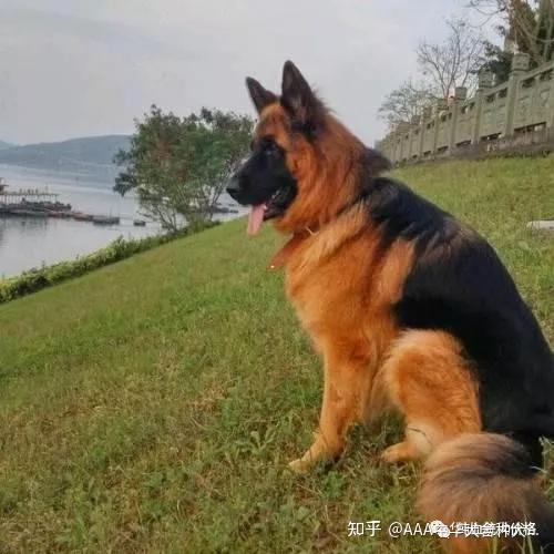 阿拉斯加犬價(jià)格_寵物犬阿拉斯加犬價(jià)格_阿拉斯加犬價(jià)格