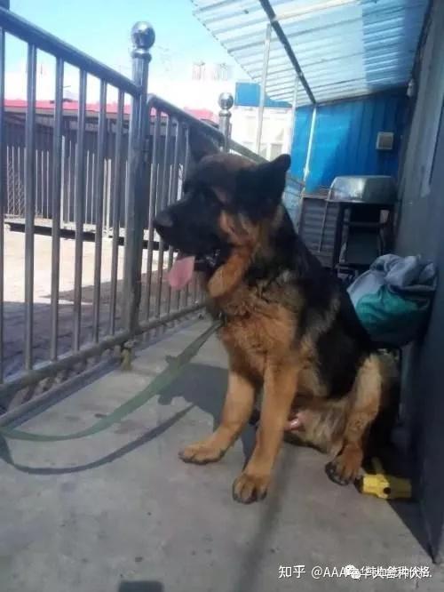 寵物犬阿拉斯加犬價(jià)格_阿拉斯加犬價(jià)格_阿拉斯加犬價(jià)格