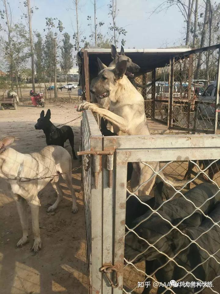 阿拉斯加犬價(jià)格_阿拉斯加犬價(jià)格_寵物犬阿拉斯加犬價(jià)格