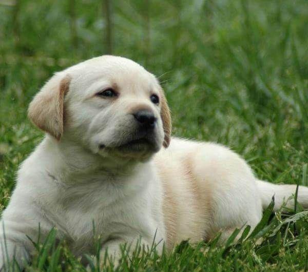 拉布拉多犬價(jià)格_犬拉布拉多價(jià)格多少錢_犬拉布拉多價(jià)格及圖片
