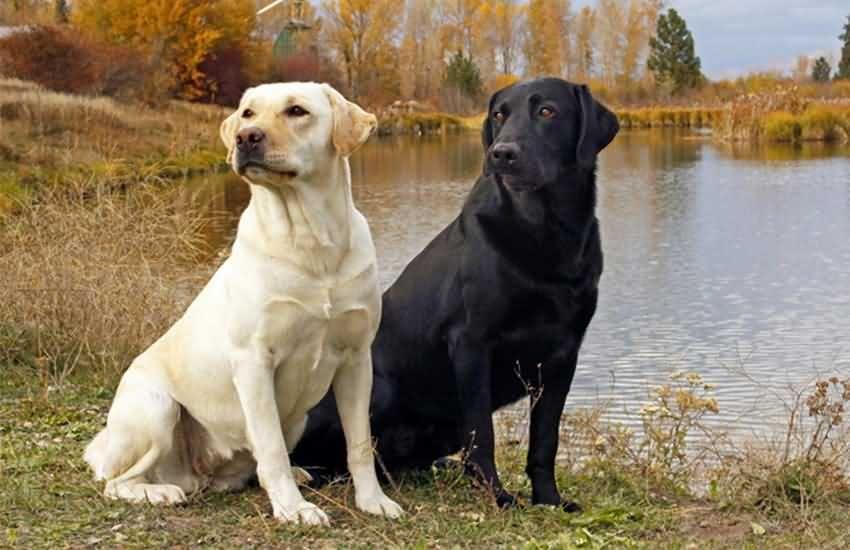 犬拉布拉多價(jià)格及圖片_拉布拉多犬價(jià)格_犬拉布拉多價(jià)格多少錢