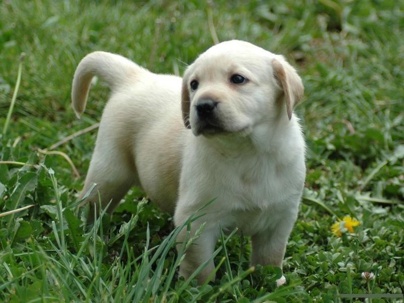 犬拉布拉多價(jià)格及圖片_犬拉布拉多價(jià)格多少錢_拉布拉多犬價(jià)格