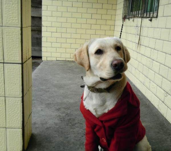 犬拉布拉多價(jià)格及圖片_拉布拉多犬價(jià)格_犬拉布拉多價(jià)格多少錢