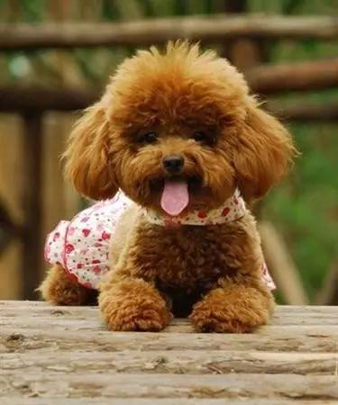 犬拉布拉多價(jià)格及圖片_拉布拉多犬價(jià)格600元_拉布拉多犬的價(jià)格