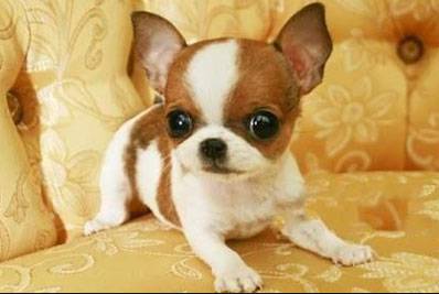 拉布拉多犬的價(jià)格_拉布拉多犬價(jià)格600元_犬拉布拉多價(jià)格及圖片
