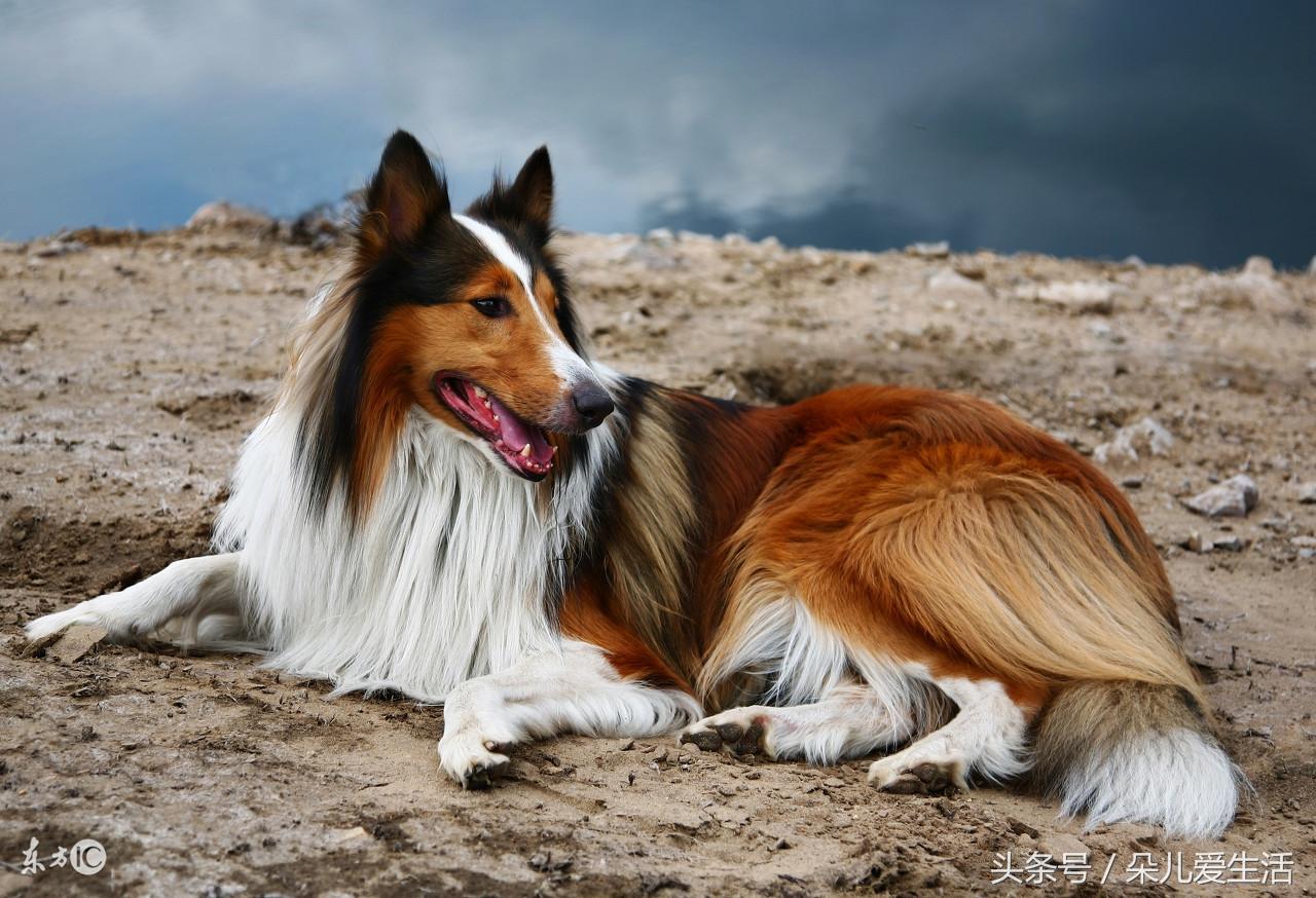 蘇格蘭犬牧羊價(jià)格表_蘇格蘭牧羊犬價(jià)格_蘇格蘭牧羊犬價(jià)格