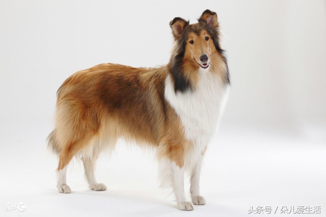 蘇格蘭犬牧羊價(jià)格表_蘇格蘭牧羊犬價(jià)格_蘇格蘭牧羊犬價(jià)格