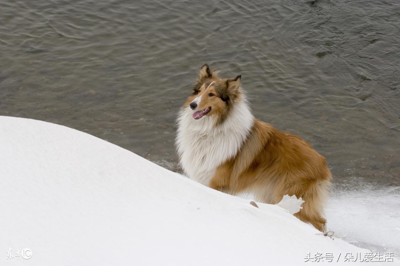 蘇格蘭牧羊犬價(jià)格_蘇格蘭牧羊犬價(jià)格_蘇格蘭犬牧羊價(jià)格表