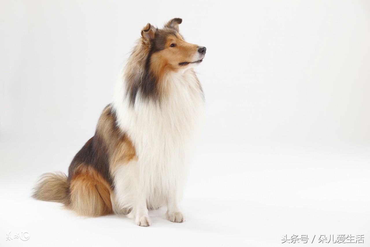 蘇格蘭犬牧羊價(jià)格表_蘇格蘭牧羊犬價(jià)格_蘇格蘭牧羊犬價(jià)格