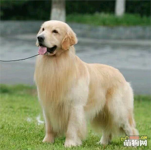 犬種百科-金毛尋回犬