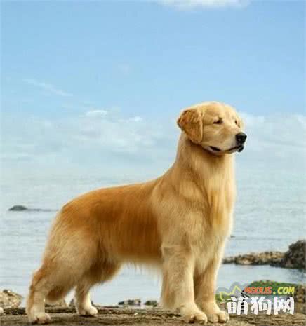 犬種百科-金毛尋回犬
