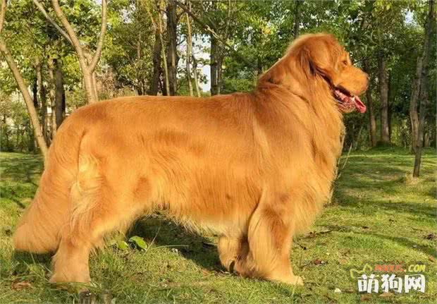 犬種百科-金毛尋回犬