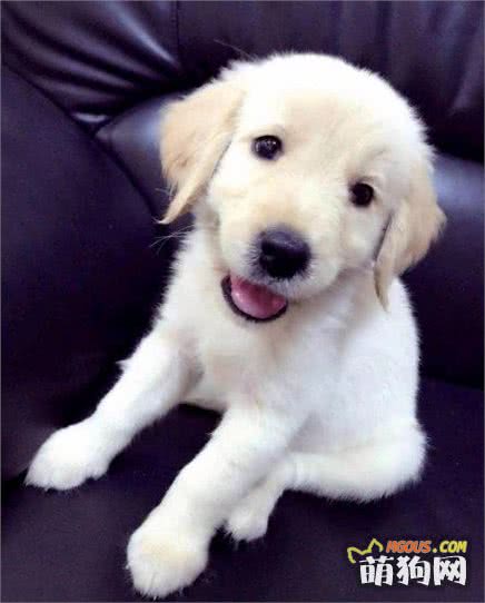 犬種百科-金毛尋回犬