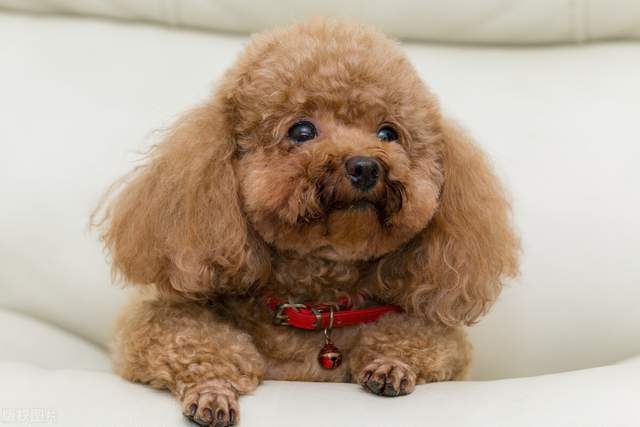 泰迪犬多少錢(qián)一只_狗泰迪_泰迪dog