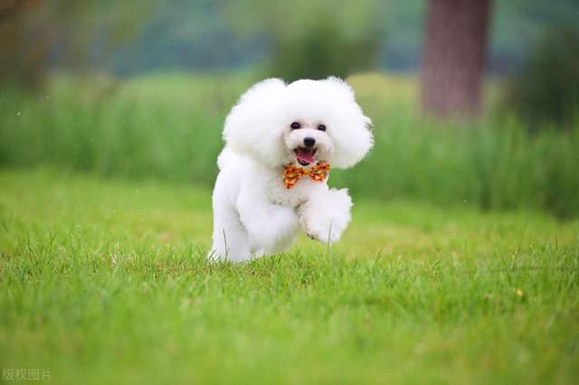 泰迪dog_泰迪犬多少錢(qián)一只_狗泰迪