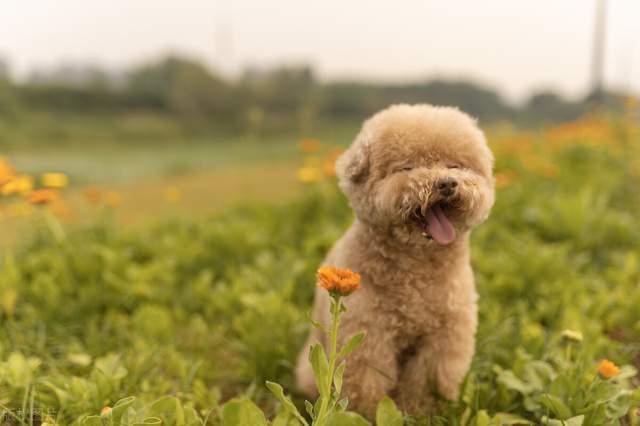泰迪犬多少錢(qián)一只_泰迪dog_狗泰迪