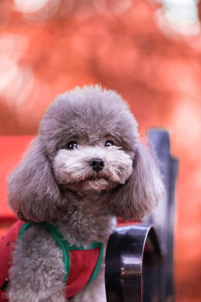 狗泰迪_泰迪犬多少錢(qián)一只_泰迪dog