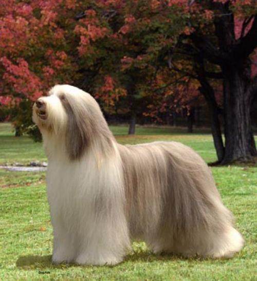 古代牧羊犬貴不貴_古代牧羊犬價(jià)格_古代牧羊犬犬舍