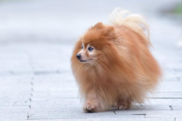 北京犬wasabi_北京犬多少錢一只_北京犬的價(jià)格是多少