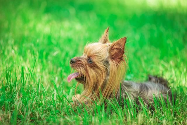 北京犬wasabi_北京犬的價(jià)格是多少_北京犬多少錢一只