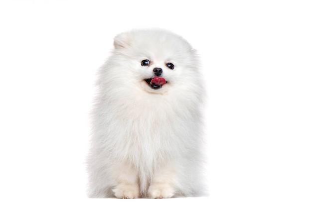 北京犬的價(jià)格是多少_北京犬wasabi_北京犬多少錢一只