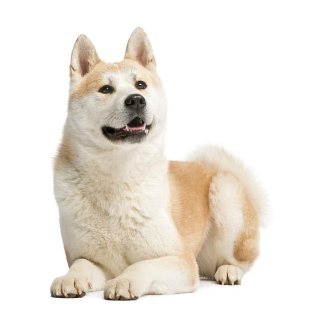北京犬多少錢一只_北京犬wasabi_北京犬的價(jià)格是多少