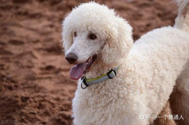 貴賓犬多少錢一只_貴賓犬幣_狗貴賓犬