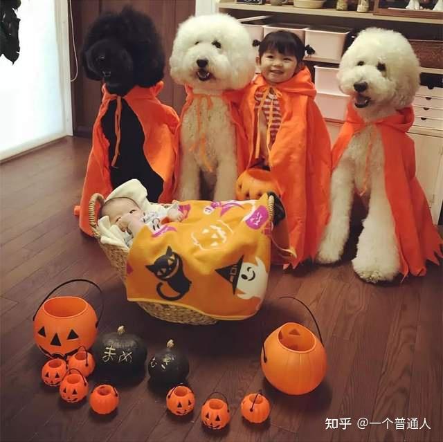 貴賓犬幣_貴賓犬多少錢一只_狗貴賓犬