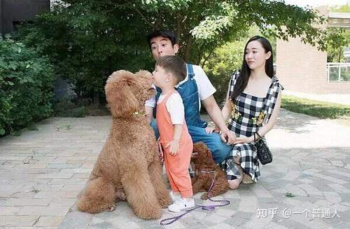 狗貴賓犬_貴賓犬多少錢一只_貴賓犬幣