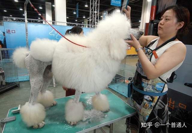 狗貴賓犬_貴賓犬多少錢一只_貴賓犬幣