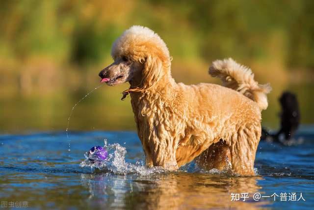 貴賓犬幣_貴賓犬多少錢一只_狗貴賓犬
