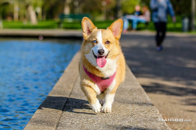 古代牧羊犬價格_古代牧羊犬價格_純種古代牧羊犬的價格