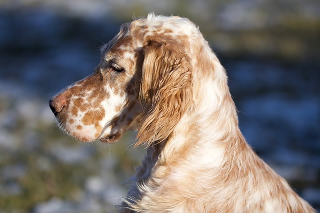 純種古代牧羊犬的價格_古代牧羊犬價格_古代牧羊犬價格