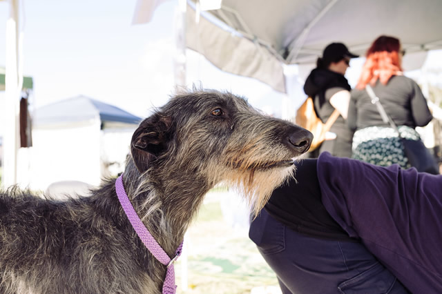 古代牧羊犬價格_純種古代牧羊犬的價格_古代牧羊犬價格