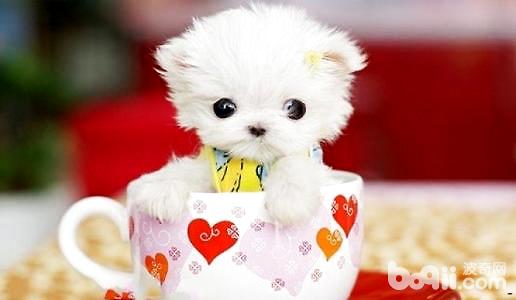 茶杯博美犬價格
