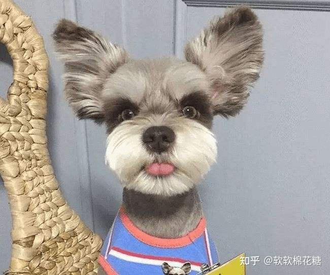 雪納瑞多少錢一只_雪納瑞值錢嗎_狗雪納瑞