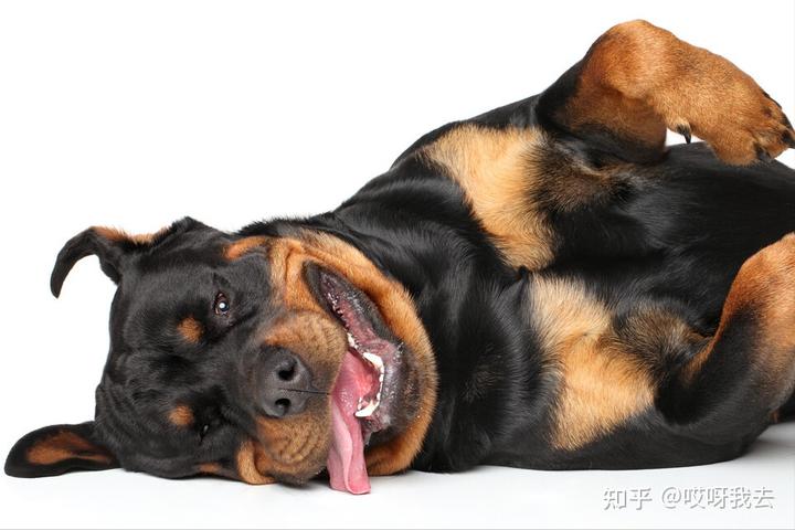 比利時(shí)牧羊犬多少錢一個(gè)_比利時(shí)牧羊犬價(jià)格_比利時(shí)牧羊犬多少錢