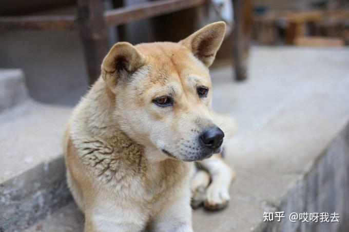 比利時(shí)牧羊犬多少錢_比利時(shí)牧羊犬價(jià)格_比利時(shí)牧羊犬多少錢一個(gè)