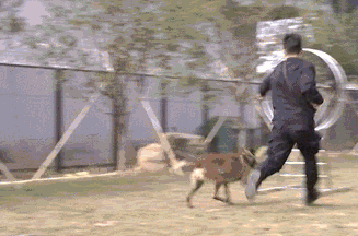 比利時(shí)牧羊犬多少錢一個(gè)_比利時(shí)牧羊犬多少錢_比利時(shí)牧羊犬價(jià)格