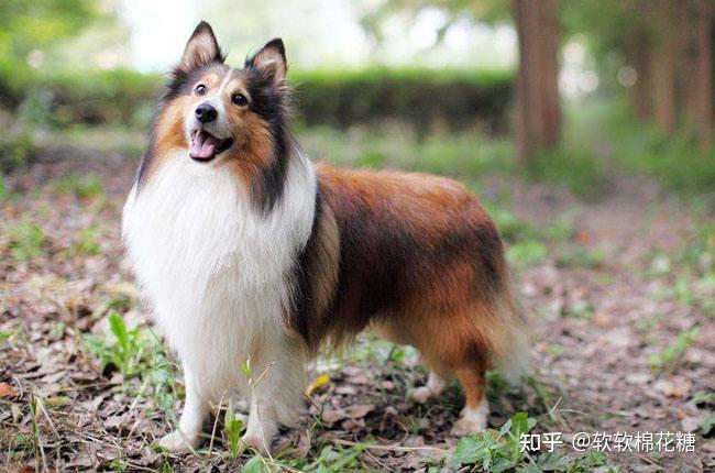 喜樂(lè)蒂牧羊犬視頻_喜樂(lè)蒂牧羊犬貴嗎_喜樂(lè)蒂牧羊犬價(jià)格