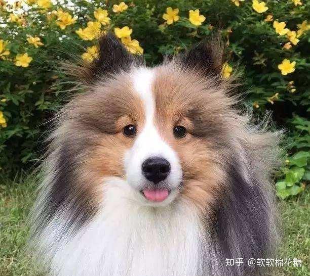 喜樂(lè)蒂牧羊犬視頻_喜樂(lè)蒂牧羊犬價(jià)格_喜樂(lè)蒂牧羊犬貴嗎