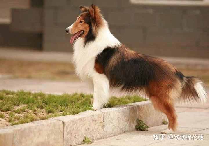 喜樂(lè)蒂牧羊犬視頻_喜樂(lè)蒂牧羊犬價(jià)格_喜樂(lè)蒂牧羊犬貴嗎