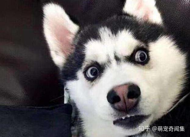 雪橇和哈士奇是一種狗嗎_哈士奇雪橇犬的區(qū)別_哈士奇是雪橇犬嗎
