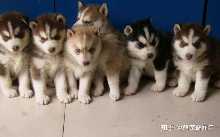 哈士奇是雪橇犬嗎_哈士奇雪橇犬的區(qū)別_雪橇和哈士奇是一種狗嗎