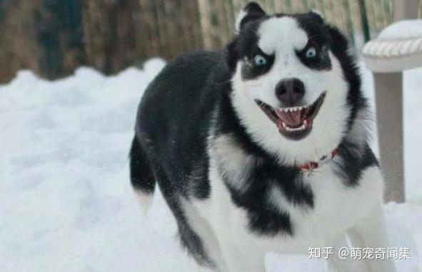 哈士奇是雪橇犬嗎_雪橇和哈士奇是一種狗嗎_哈士奇雪橇犬的區(qū)別