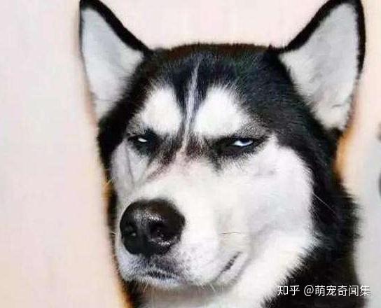 哈士奇是雪橇犬嗎_哈士奇雪橇犬的區(qū)別_雪橇和哈士奇是一種狗嗎