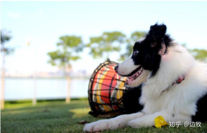 邊牧犬貴不貴_邊牧犬多少錢(qián)一只_邊牧犬幣