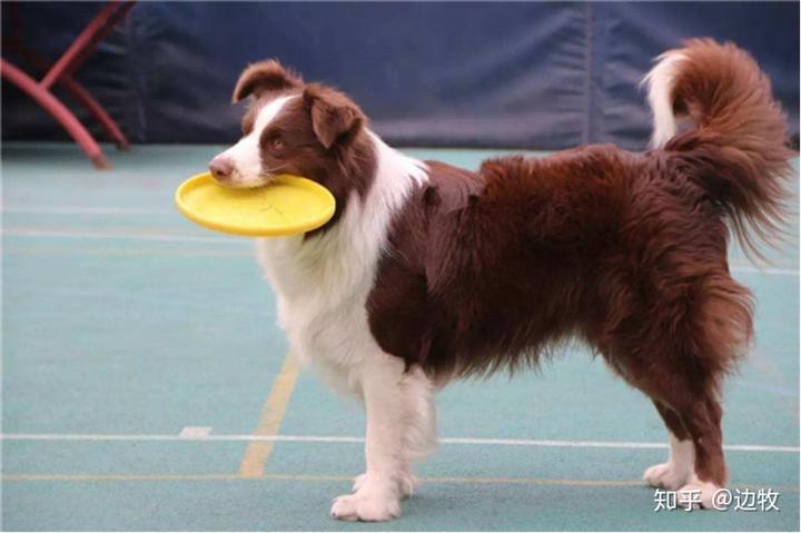 邊牧犬幣_(tái)邊牧犬多少錢(qián)一只_邊牧犬貴不貴