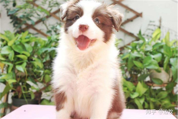 邊牧犬幣_(tái)邊牧犬貴不貴_邊牧犬多少錢(qián)一只
